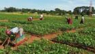 تغير المناخ يرفع أسعار 5 سلع غذائية في 2024 لمستوى غير مسبوق