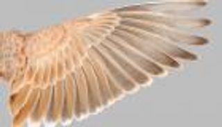 كشف أسرار «الريش» يحل لغز الديناصورات الطائرة