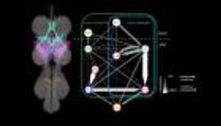 «طقوس رومانسية».. تسجيل أغاني الغزل بين ذباب الفاكهة