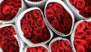 تغير المناخ يهدد وردة عيد الحب