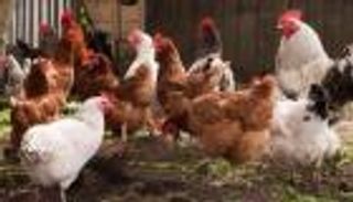 أسعار الدواجن في مصر.. تحذير من زيادة الأسعار قبل رمضان