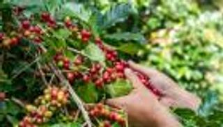 توزيع 2100 شجرة في القبيطة.. مبادرات محلية لإحياء «مجد» البن اليمني