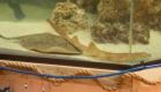 سمكة حامل من دون تزاوج.. &laquo;تشارلوت&raquo; تحير العلماء (فيديو)