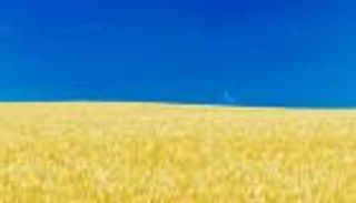 تدمير ما بين 1 و2% فقط.. القمح الشتوي في أوكرانيا يصمد أمام الطقس المتطرف