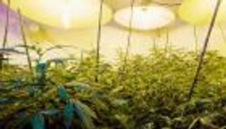 «مزرعة حشيش» في منزل نجم الدوري الإنجليزي