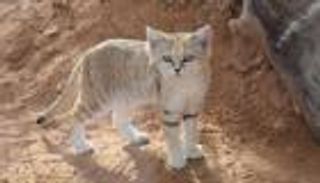 القط الرملي.. يكتشف الفريسة تحت الأرض ويعيش بدون ماء لأسابيع (صور)