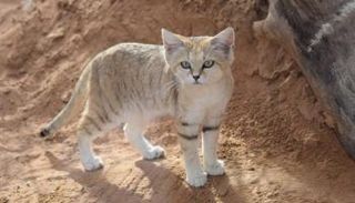 قط رملي صغير