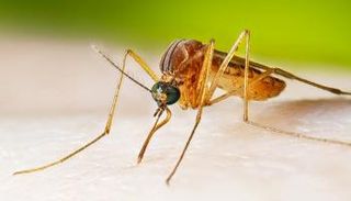 فيروس غرب النيل يجتاح أوروبا