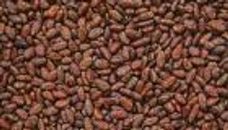 أسعار الكاكاو.. مفاجأة مريرة لعشاق الشوكولاتة في العالم