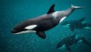 دقائق من الرعب.. دولفين يفترس سمكة قرش (فيديو)