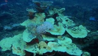 شعاب ابيضت جنوب الحاجز المرجاني العظيم