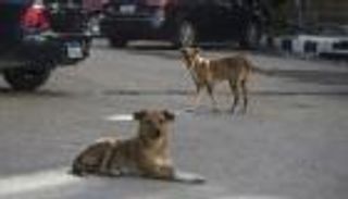 بعد نهش جسد سعودي.. كيف تحمي نفسك من هجوم الكلاب الضالة؟