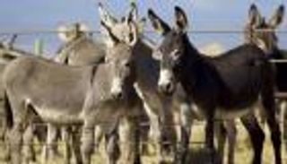 حقيقة ذبح مئات الحمير في مصر لتوزيع لحومها خلال رمضان