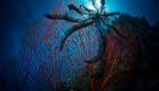 تغير المناخ يغتال براءة الشعاب المرجانية.. دمار بيئي بسواحل أستراليا