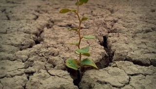 التكاثر والنمو أحد التفسيرات العلمية لقوله تعالى (يخرج الحي من الميت)