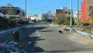 خنازير برية تغزو مدينة مغربية وتثير الذعر (صور)