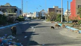 الخنازير في شوارع المدينة المغربية