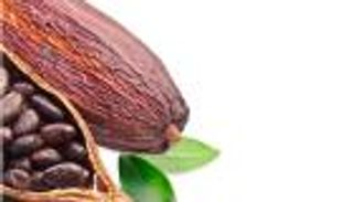 خريطة الكاكاو في العالم.. هذه هي أكبر الدول إنتاجا