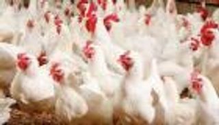 أسعار الدواجن في مصر.. مسؤول يقدم الحل السحري