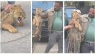 أسد يثير الذعر في شوارع القاهرة.. وإجراءات عاجلة لمعرفة خط سيره (صور وفيديو)