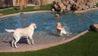 سرقة 30 ألف دولار من فندق للكلاب في مصر