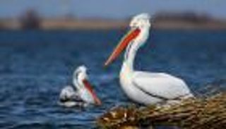 البجع نموذج ساحر للتنوع البيولوجي (صور)