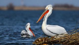 البجع نموذج ساحر للتنوع البيولوجي