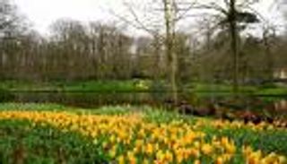 جنون «التيوليب» مع سبعة ملايين زهرة.. قصة كوكينهوف الساحرة