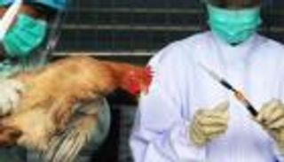 إصابة ثانية بإنفلونزا الطيور في الولايات المتحدة 