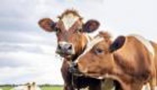 اكتشاف مقلق.. أول إصابة بشرية بإنفلونزا الطيور من الأبقار