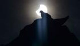 تأثير كسوف الشمس على الحيوانات.. ماذا يحدث للخفافيش والطيور؟