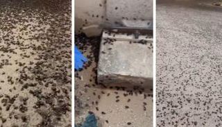 لقطة من فيديو الخنافس في السعودية