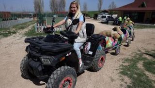 قطار الكلاب المعاقة