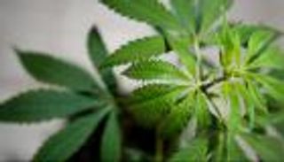 ضبط 70 كيلو حشيش في منزل مسؤولة فرنسية