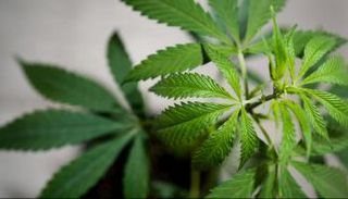 المسؤولة الموقوفة تعمل صيدلانية