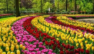 حديقة كوكن هوف