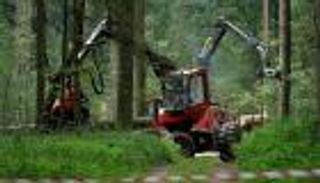 إزالة الغابات الرقم الأصعب في معادلة التغير المناخي.. دمار شامل للحياة البرية