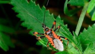 الحشرة الناقلة للمرض