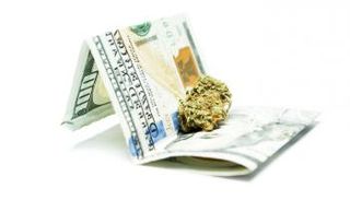 قصة سقوط مخطط الحشيش «الاحتيالي»