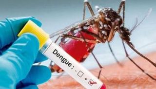 البعوض المسبب لحمى الضنك