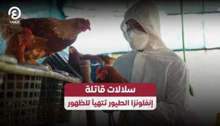 سلالات قاتلة من إنفلونزا الطيور تهدد العالم
