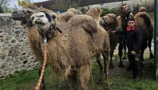 سار حوالي 50 جملا من سلالة الإبليات في المسيرة - أرشيفية