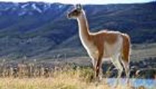 الغواناكو.. ضحية جديدة لتغير المناخ في براري الإنديز (صور)