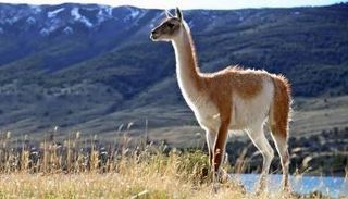 الغواناكو نموذج للتنوع البيولوجي بأمريكا اللاتينية