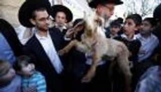 عيد الفصح اليهودي.. لماذا التضحية بماعز؟