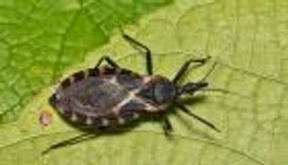 ينقل داء النوم.. علماء يحاصرون «البق المقبّل» بـ«التحرير الجيني»