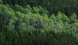 الحفاظ على الطبيعة الخضراء أحد الهموم الوطنية