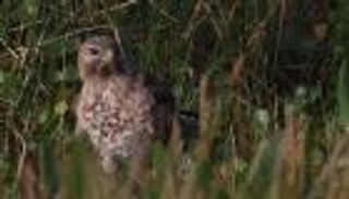 «صراخ المدن» يُعيق نمو صغار الطيور