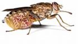 مركب «تسي تسي».. قفزة عملاقة نحو عمليات جراحية أكثر أمانا