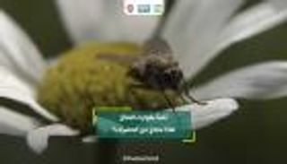 أسرار كونية وكوارث.. ماذا لو تكلمت الحشرات؟